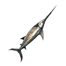 Image result for Xiphias gladius