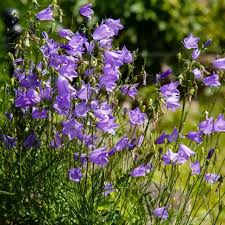 Image result for Glockenblumen
