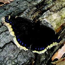 Attēlu rezultāti vaicājumam “Nymphalis antiopa upperside”