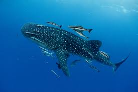 Image result for Rhincodon typus