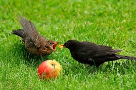 Attēlu rezultāti vaicājumam “Turdus merula juvenile”