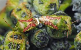 Attēlu rezultāti vaicājumam “Phytocoris tiliae imago”