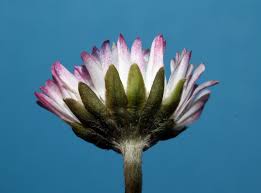 Attēlu rezultāti vaicājumam “Bellis perennis bud”