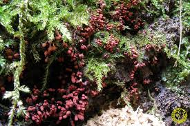 Attēlu rezultāti vaicājumam “Arcyria minuta”