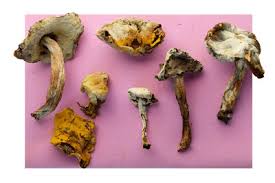 Attēlu rezultāti vaicājumam “Hypomyces chrysospermus”