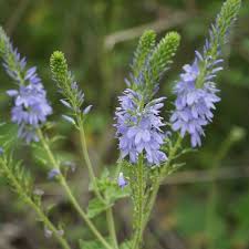 Image result for Veronica teucrium
