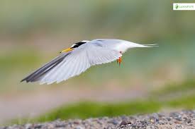 Attēlu rezultāti vaicājumam “Sternula albifrons”