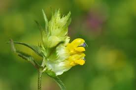 Attēlu rezultāti vaicājumam “Rhinanthus serotinus flower”