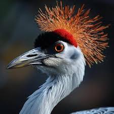 Attēlu rezultāti vaicājumam “Grus grus adult”