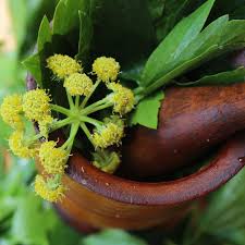 Attēlu rezultāti vaicājumam “Levisticum officinale”