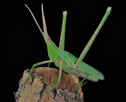 Attēlu rezultāti vaicājumam “Acrididae”