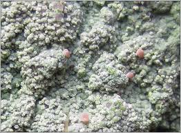 Attēlu rezultāti vaicājumam “Baeomyces rufus”