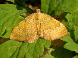 Attēlu rezultāti vaicājumam “Camptogramma bilineata”