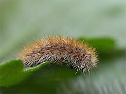 Attēlu rezultāti vaicājumam “Diacrisia sannio larva”