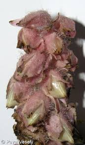 Attēlu rezultāti vaicājumam “Lathraea squamaria fruit”