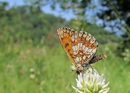 Attēlu rezultāti vaicājumam “Mellicta athalia upperside”
