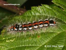 Attēlu rezultāti vaicājumam “Euproctis similis”
