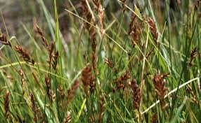 Attēlu rezultāti vaicājumam “Blysmus compressus”