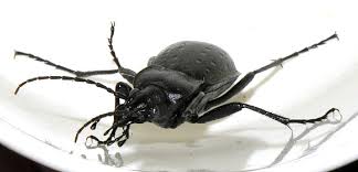 Attēlu rezultāti vaicājumam “Carabus hortensis”