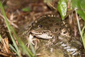 Attēlu rezultāti vaicājumam “Pelophylax”