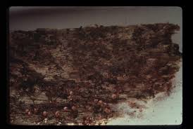 Attēlu rezultāti vaicājumam “Cribraria cancellata stalked”