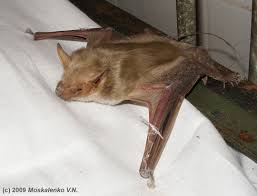 Attēlu rezultāti vaicājumam “Eptesicus serotinus”