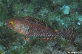 Image result for Sparisoma amplum