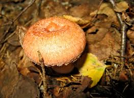 Attēlu rezultāti vaicājumam “Lactarius lygniotus”