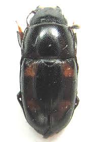 Attēlu rezultāti vaicājumam “Glischrochilus hortensis”