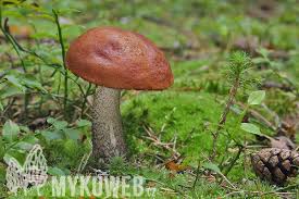 Attēlu rezultāti vaicājumam “Leccinum vulpinum”