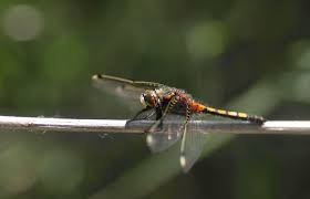 Attēlu rezultāti vaicājumam “Leucorrhinia dubia male”