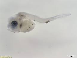 Image result for Argyrosomus inodorus