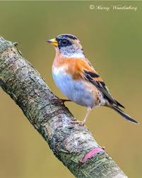 Attēlu rezultāti vaicājumam “Fringilla montifringilla”