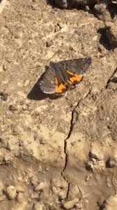 Attēlu rezultāti vaicājumam “Boudinotiana notha”