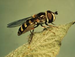 Attēlu rezultāti vaicājumam “Syrphidae”