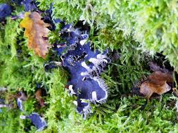 Attēlu rezultāti vaicājumam “Peltigera”