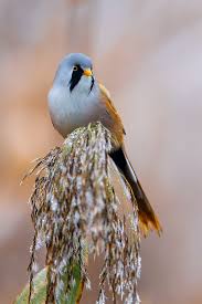 Attēlu rezultāti vaicājumam “Panurus biarmicus male”