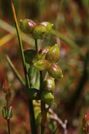 Attēlu rezultāti vaicājumam “Scheuchzeria palustris”