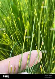 Attēlu rezultāti vaicājumam “Trichophorum cespitosum fruit”