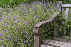 Image result for Storchschnäbel