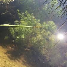 Attēlu rezultāti vaicājumam “Najas flexilis”