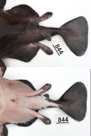 Image result for Tetronarce nobiliana