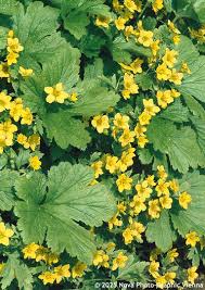 Attēlu rezultāti vaicājumam “Waldsteinia geoides flower”