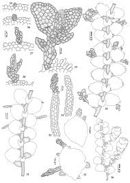 Attēlu rezultāti vaicājumam “Lejeunea cavifolia”