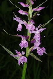 Attēlu rezultāti vaicājumam “Dactylorhiza russowii bud”
