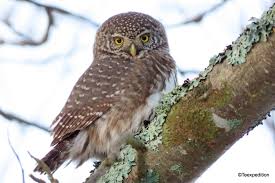 Attēlu rezultāti vaicājumam “Glaucidium passerinum adult”