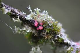 Attēlu rezultāti vaicājumam “Illosporiopsis christiansenii”