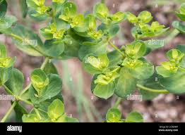Attēlu rezultāti vaicājumam “Euphorbia helioscopia”