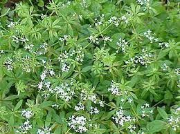 Image result for Galium odoratum