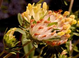 Attēlu rezultāti vaicājumam “Anthyllis maritima”